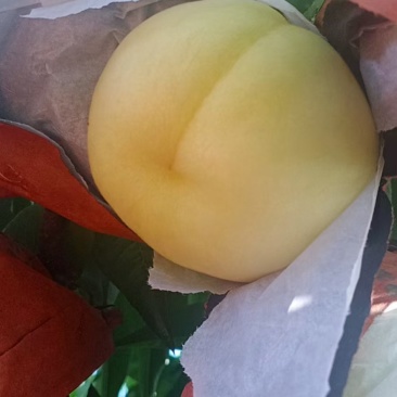 突围桃