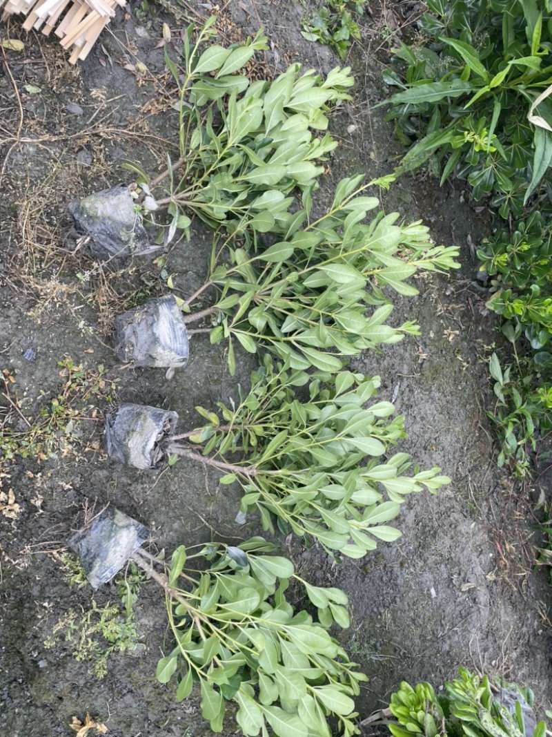 大量出售海桐杯苗
