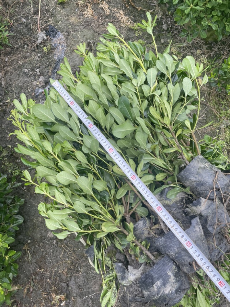 大量出售海桐杯苗