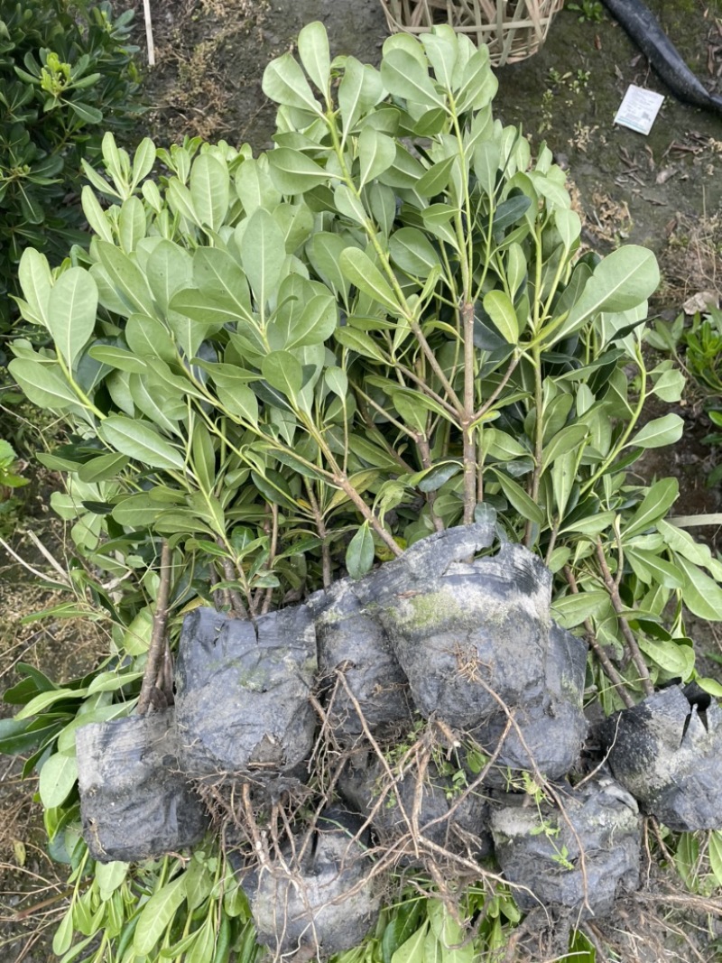 大量出售海桐杯苗