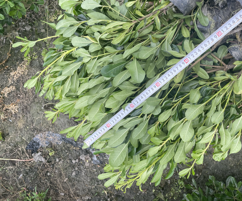 大量出售海桐杯苗