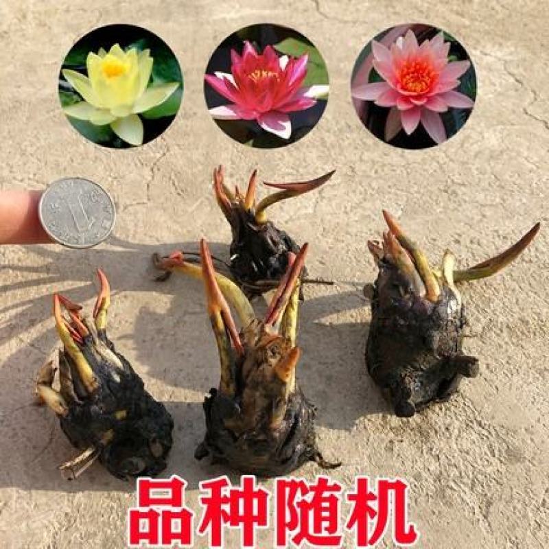 睡莲苗圃直销价格便宜质量佳无中介