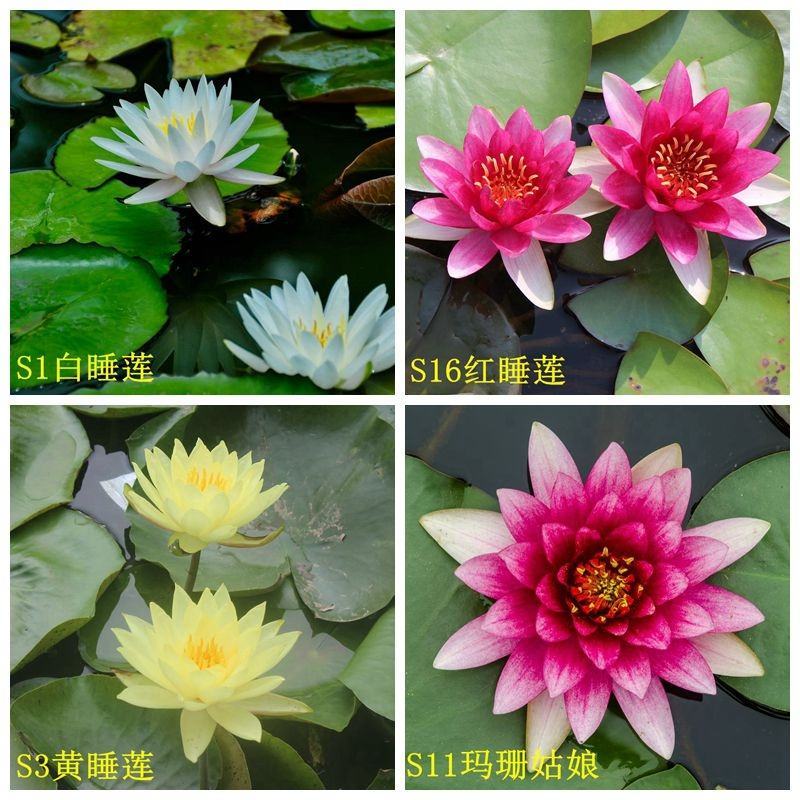 睡莲苗圃直销价格便宜质量佳无中介