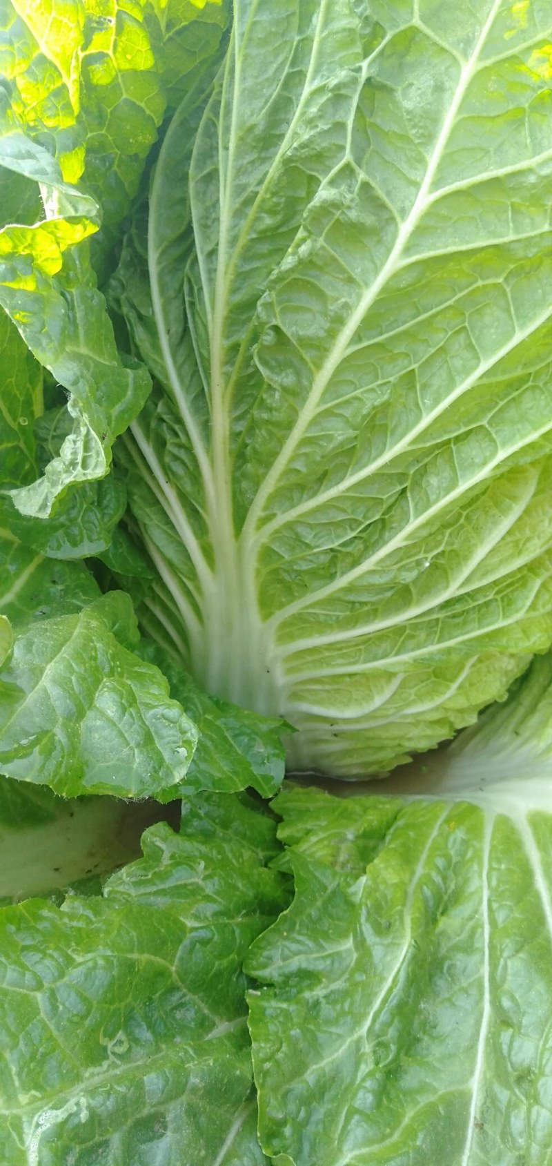 黄心白菜
