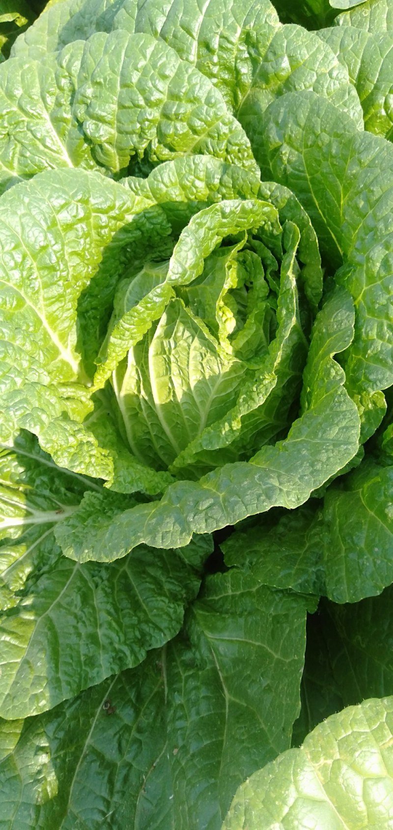 黄心白菜