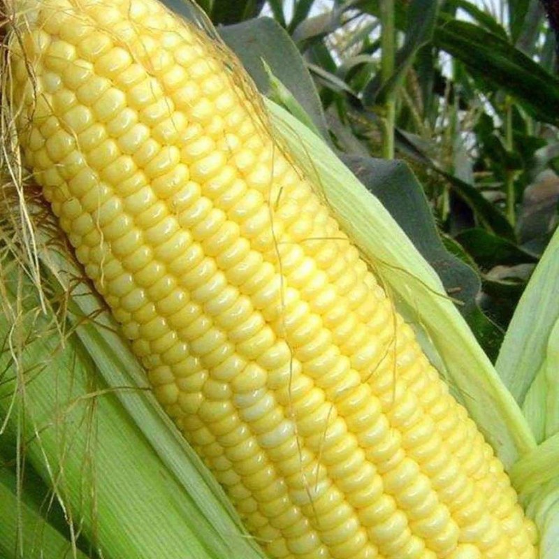 云南保山甜玉米，水果玉米，绿色食品无添加，无公害。