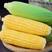 云南保山甜玉米，水果玉米，绿色食品无添加，无公害。