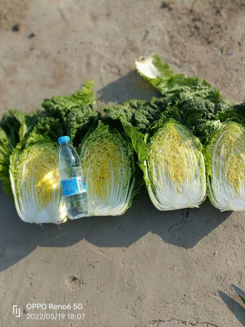 宁夏高原地带的黄心大白菜，上市啦！想发财的老板可以联系