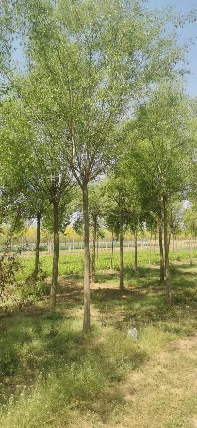 大量供应，6-15公分丝棉木，树形好，价格实惠，