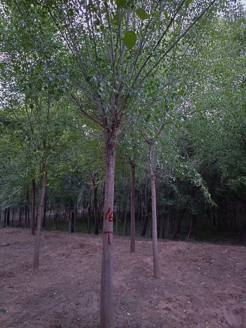 大量供应，6-15公分丝棉木，树形好，价格实惠，