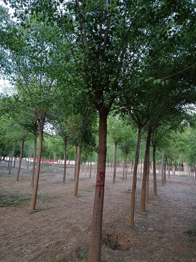 大量供应，6-15公分丝棉木，树形好，价格实惠，