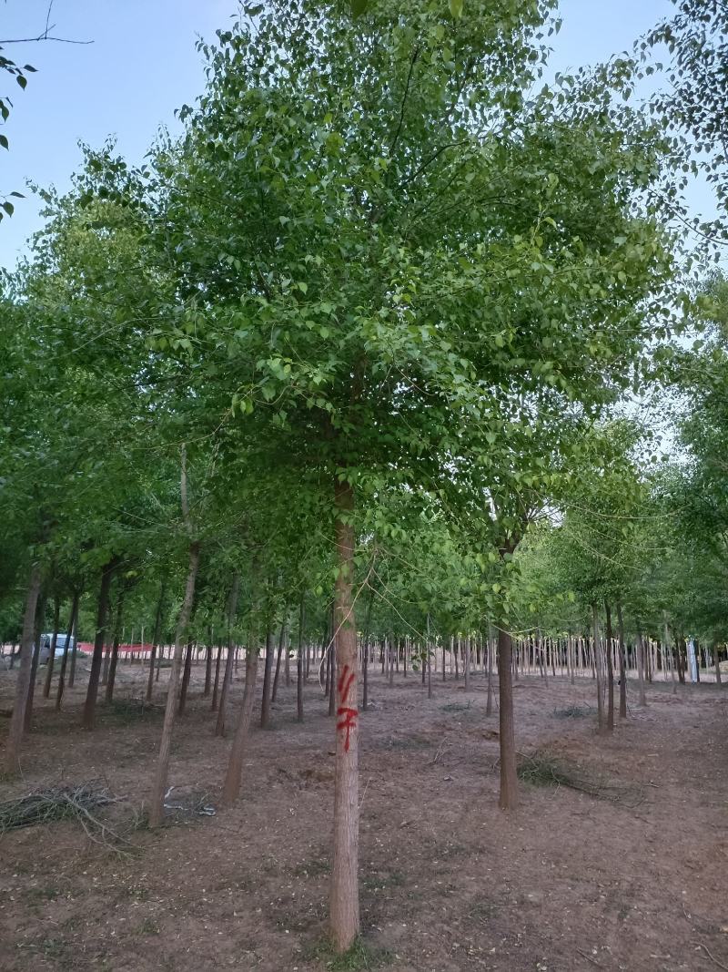大量供应，6-15公分丝棉木，树形好，价格实惠，