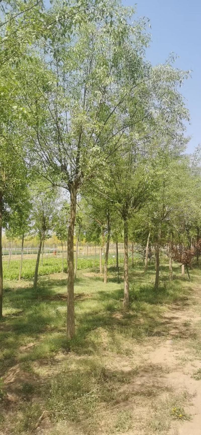 大量供应，6-15公分丝棉木，树形好，价格实惠，