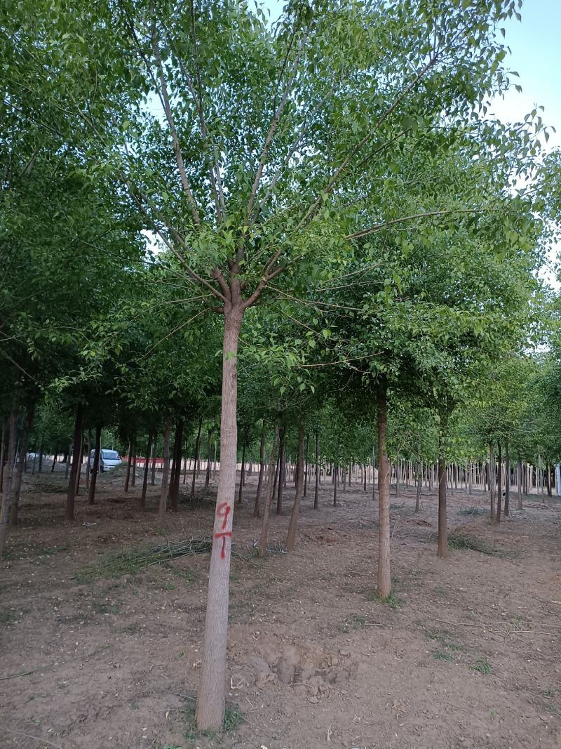 大量供应，6-15公分丝棉木，树形好，价格实惠，