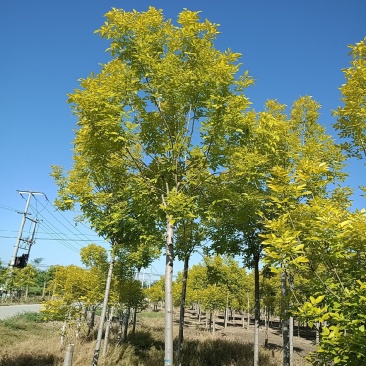 大量供应6-12公分金叶白蜡，树形好，价格实惠