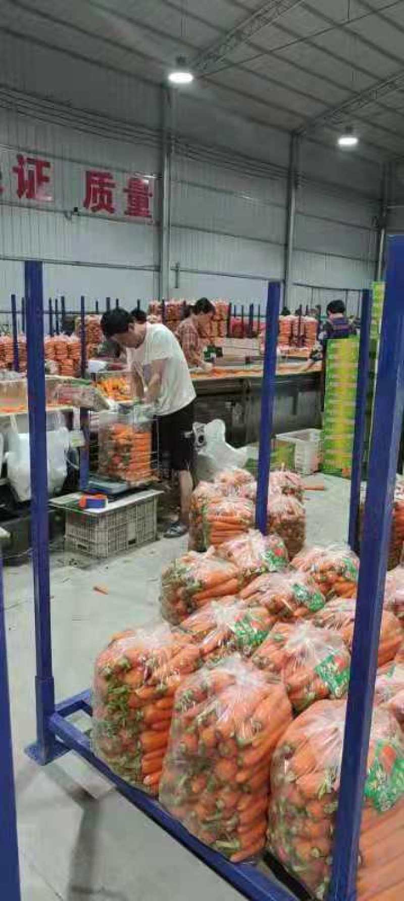 河南春季胡萝卜大量上市，质量优良价格便宜，欢迎订购！