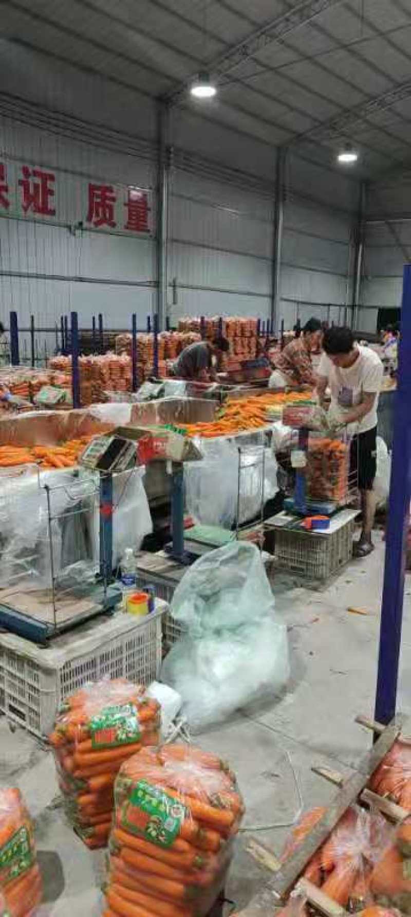 河南春季胡萝卜大量上市，质量优良价格便宜，欢迎订购！