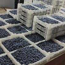 湖北随州薄雾、绿宝石、盛世蓝莓供应，5月25日大量上市