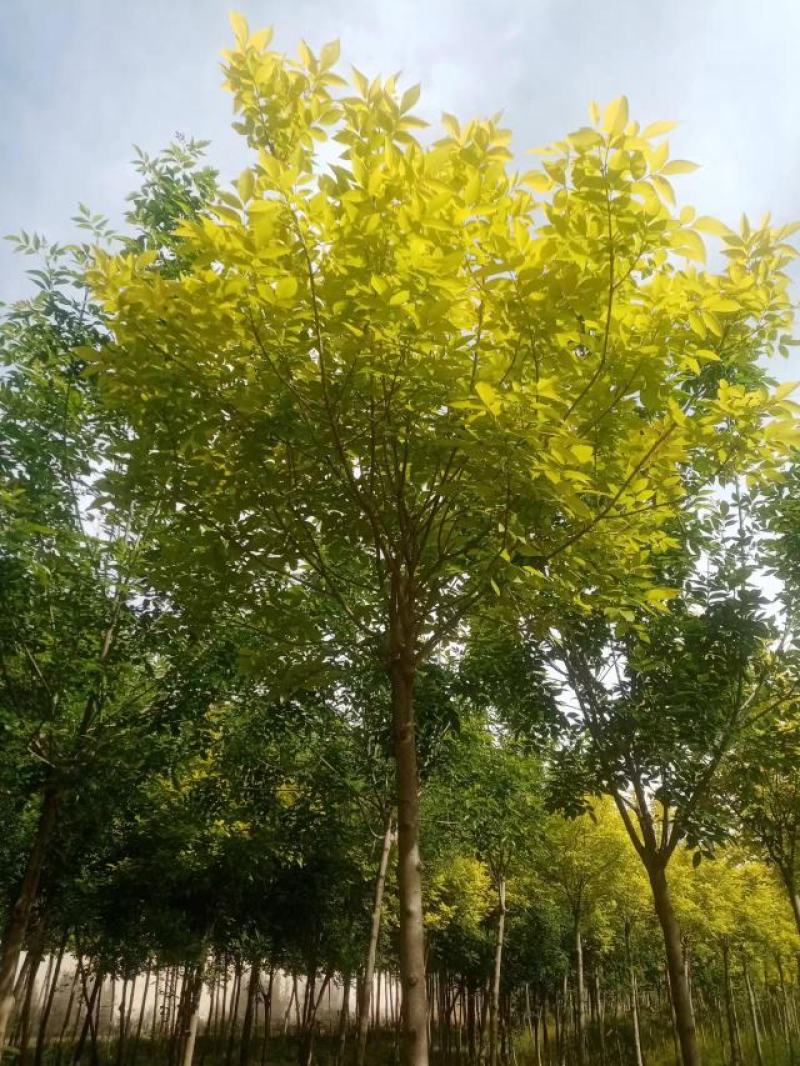 大量供应6-12公分金叶白蜡，树形好，价格实惠
