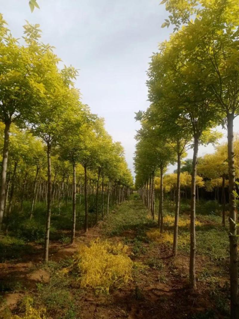 大量供应6-12公分金叶白蜡，树形好，价格实惠