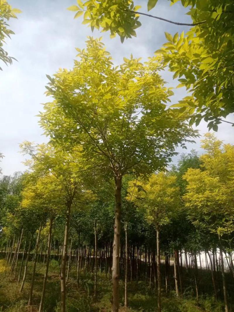 大量供应6-12公分金叶白蜡，树形好，价格实惠
