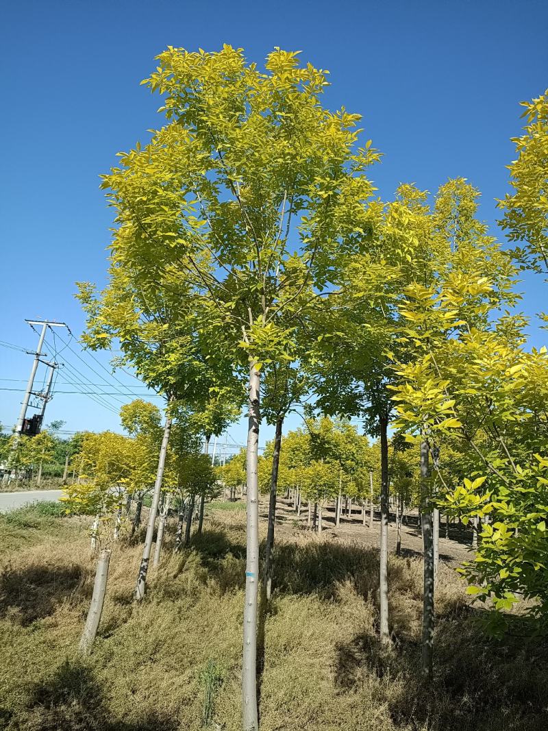 大量供应6-12公分金叶白蜡，树形好，价格实惠