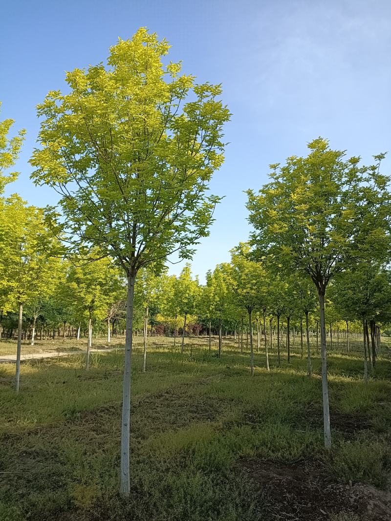 大量供应6-12公分金叶白蜡，树形好，价格实惠