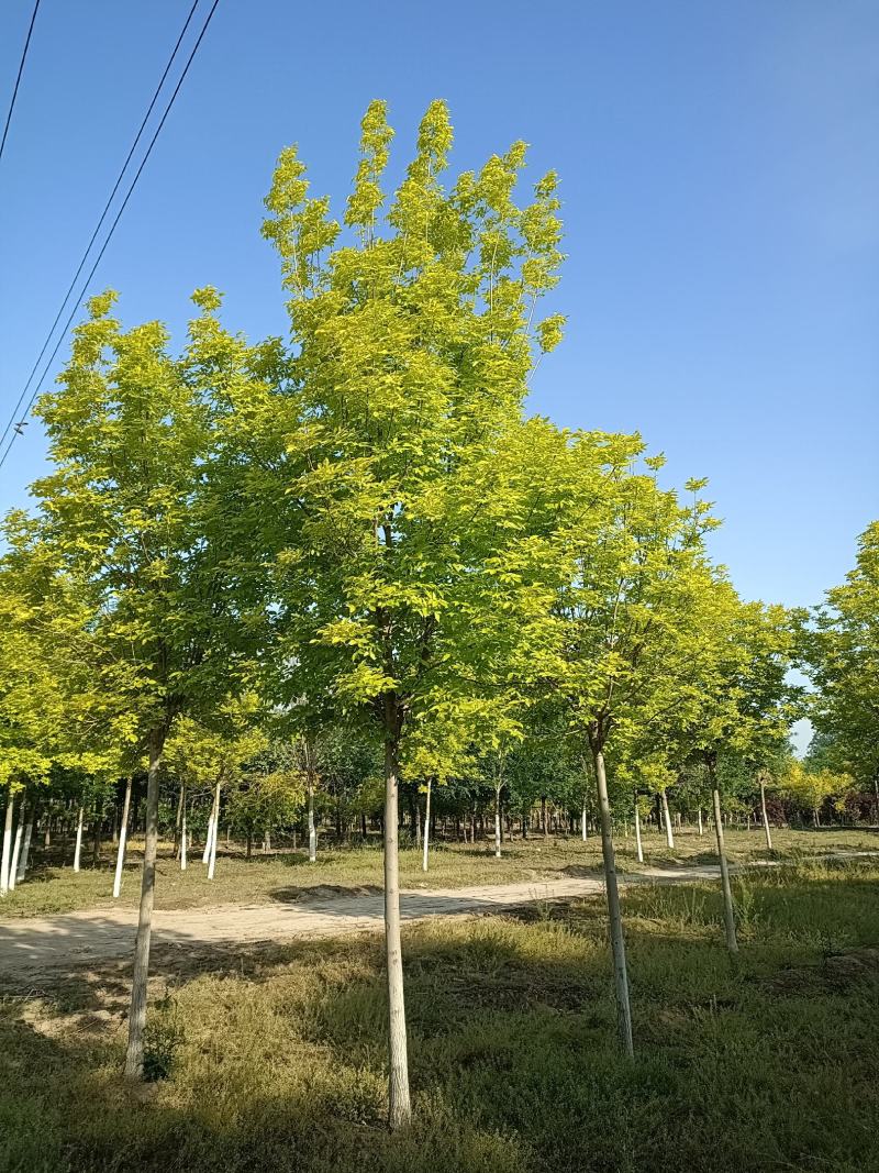 大量供应6-12公分金叶白蜡，树形好，价格实惠