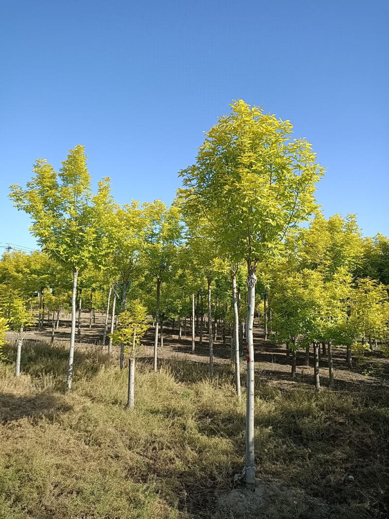 大量供应6-12公分金叶白蜡，树形好，价格实惠