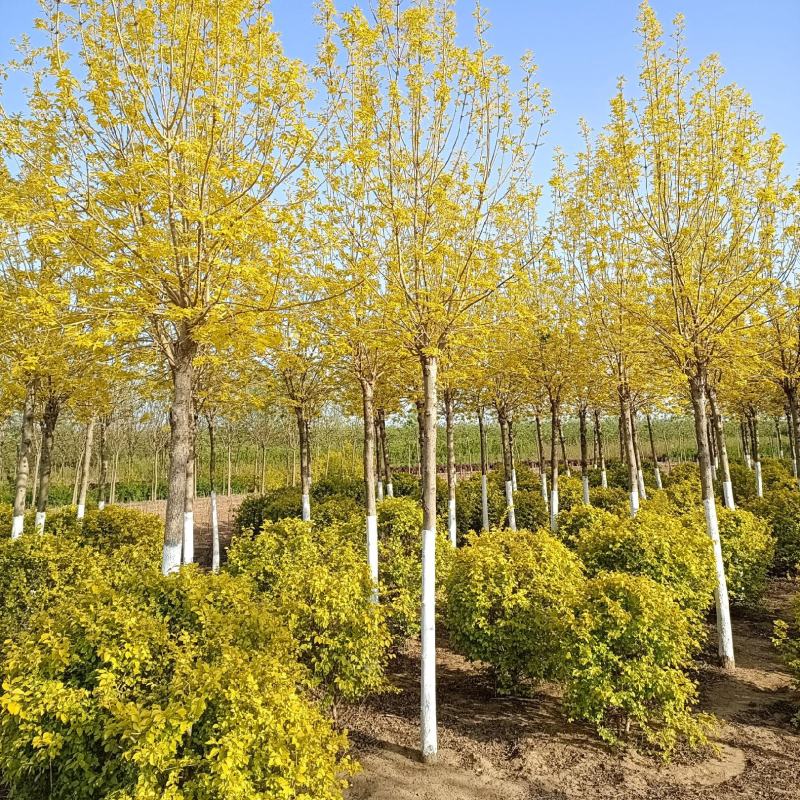 大量供应6-12公分金叶白蜡，树形好，价格实惠