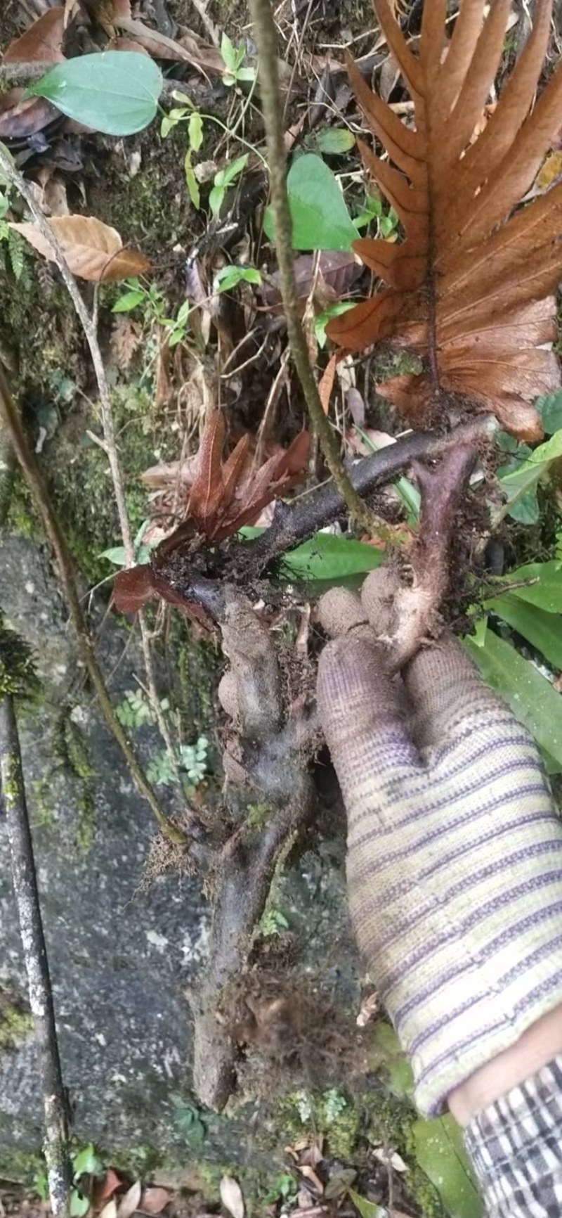 (热销）骨碎补产地直销