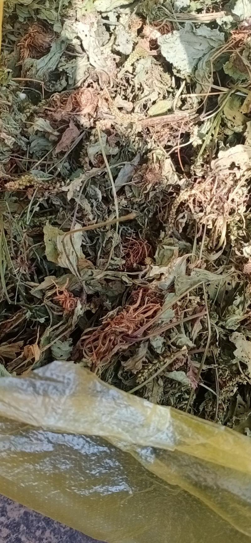 车前草.干货非人工种植，