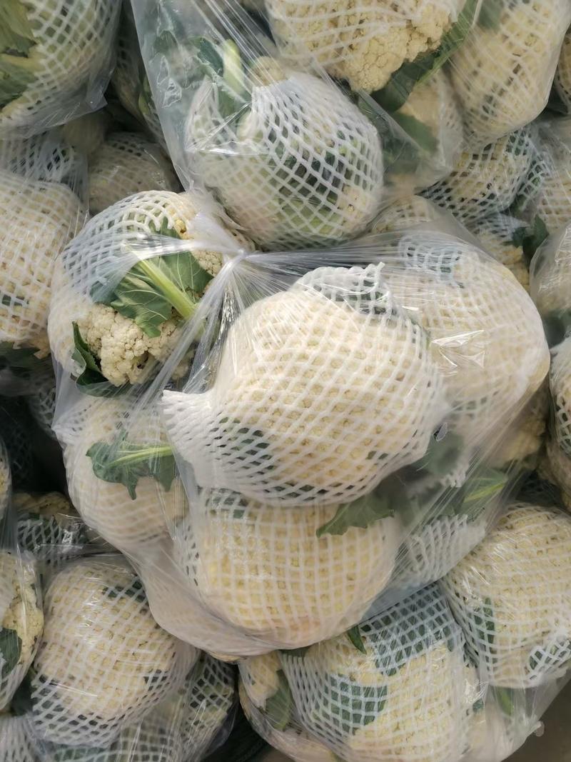 昌黎县精品有机花菜大量上市供应各大商超市场平台欢迎来选购