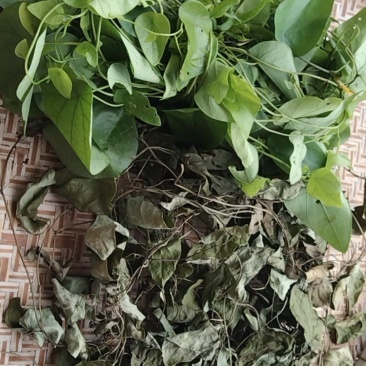 优质野生千金藤新鲜发货