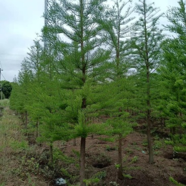 水杉2-50公分大量出售，池杉，中山杉，落雨杉，