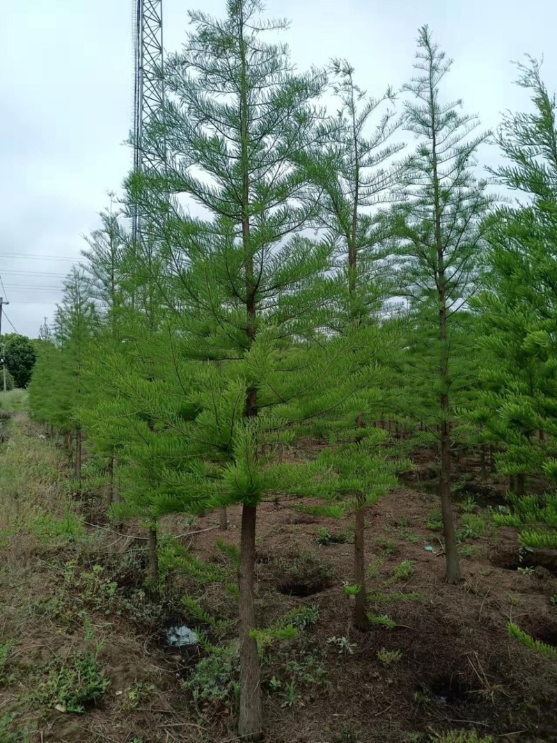 水杉2-50公分大量出售，池杉，中山杉，落雨杉，