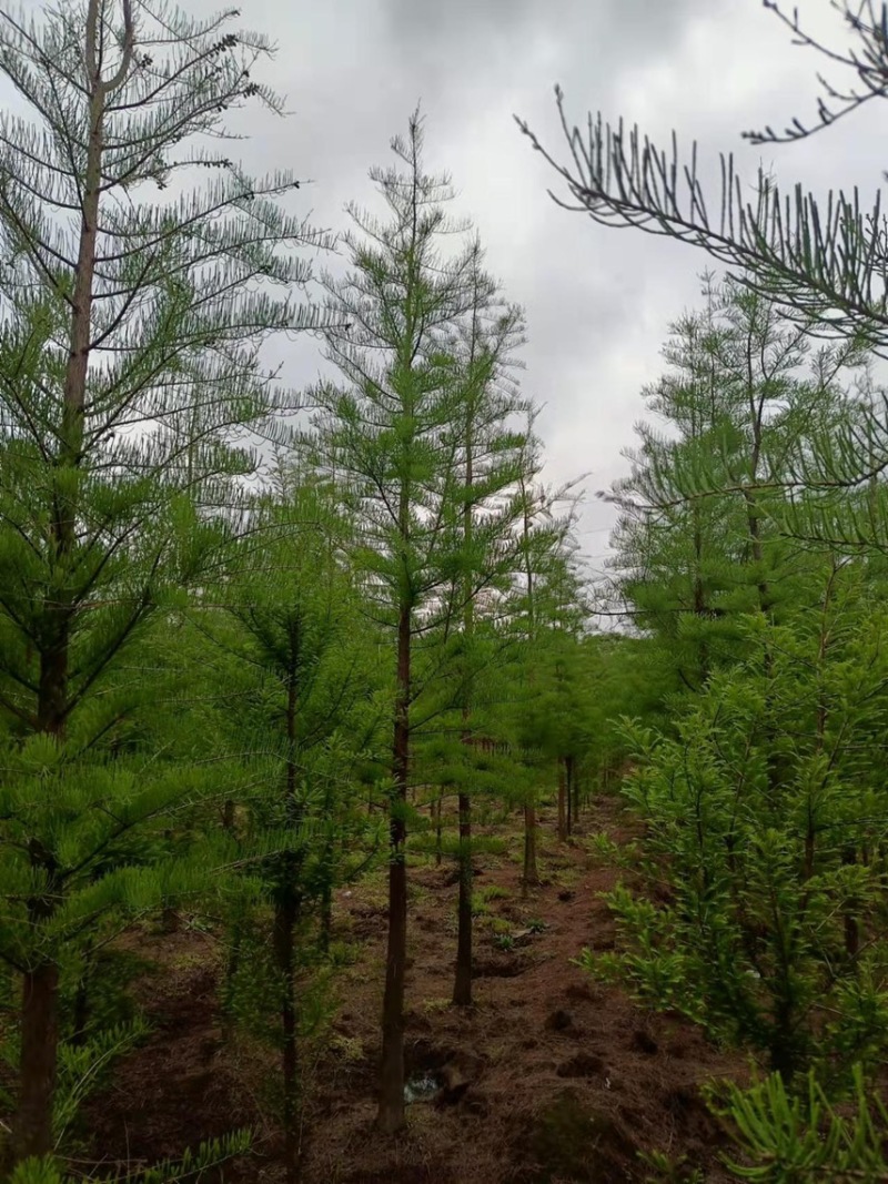 水杉2-50公分大量出售，池杉，中山杉，落雨杉，