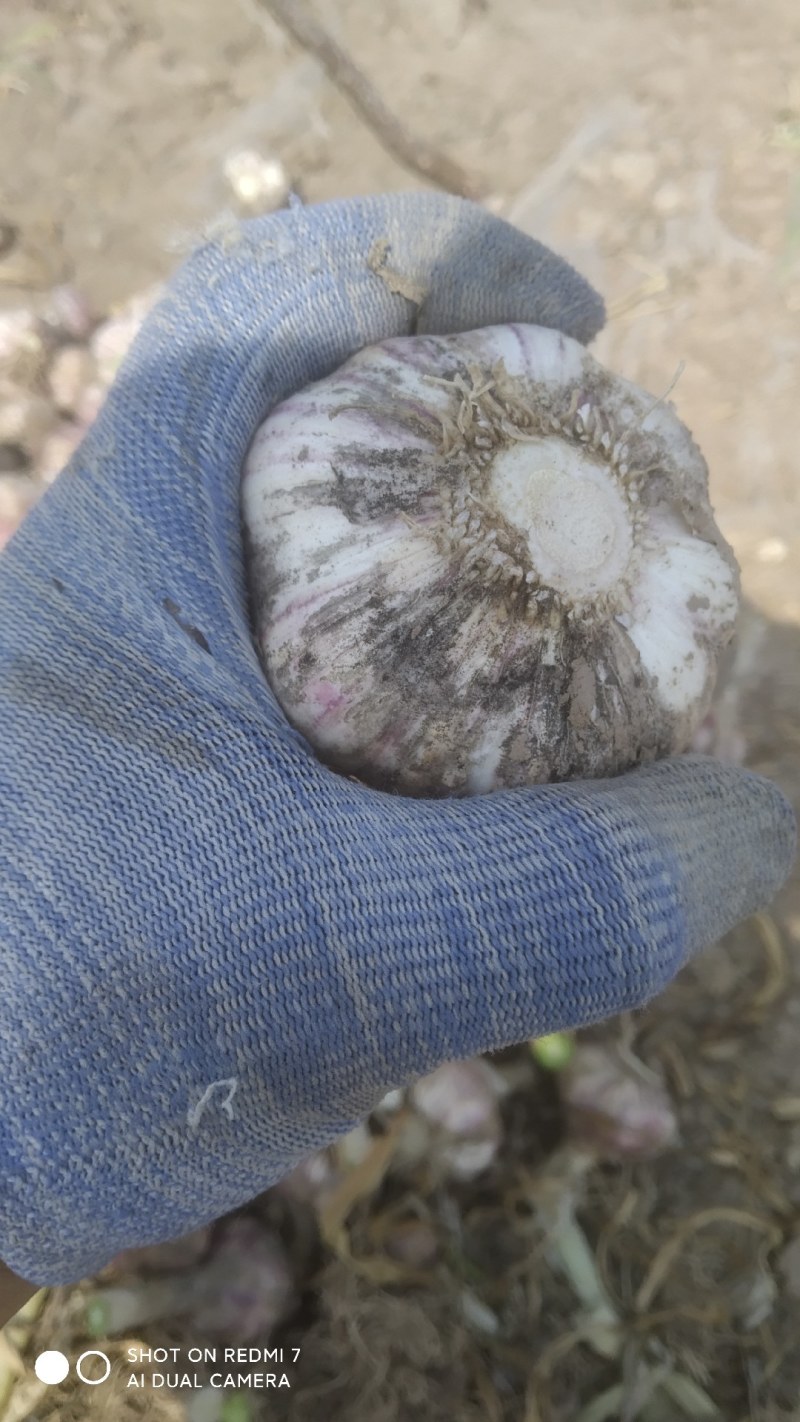 50亩大蒜通货出售，鲜大蒜菏泽市成武县汶上集