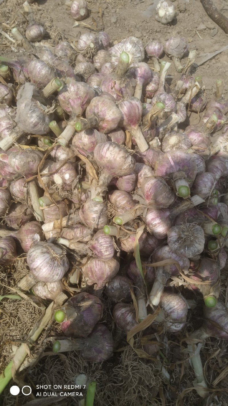 50亩大蒜通货出售，鲜大蒜菏泽市成武县汶上集