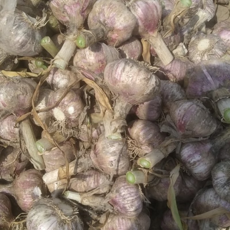 50亩大蒜通货出售，鲜大蒜菏泽市成武县汶上集