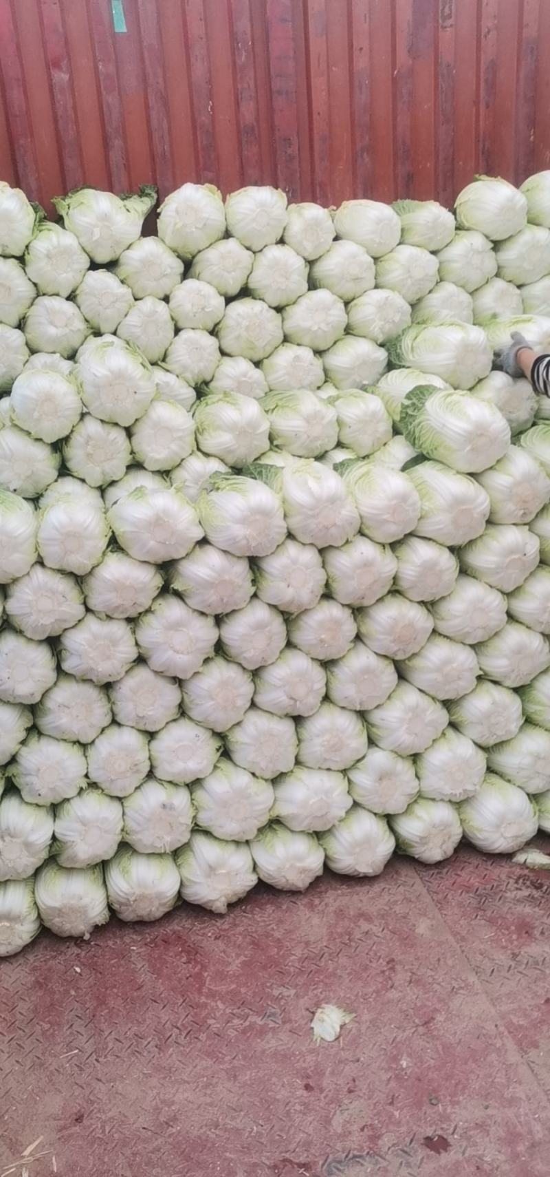 白菜