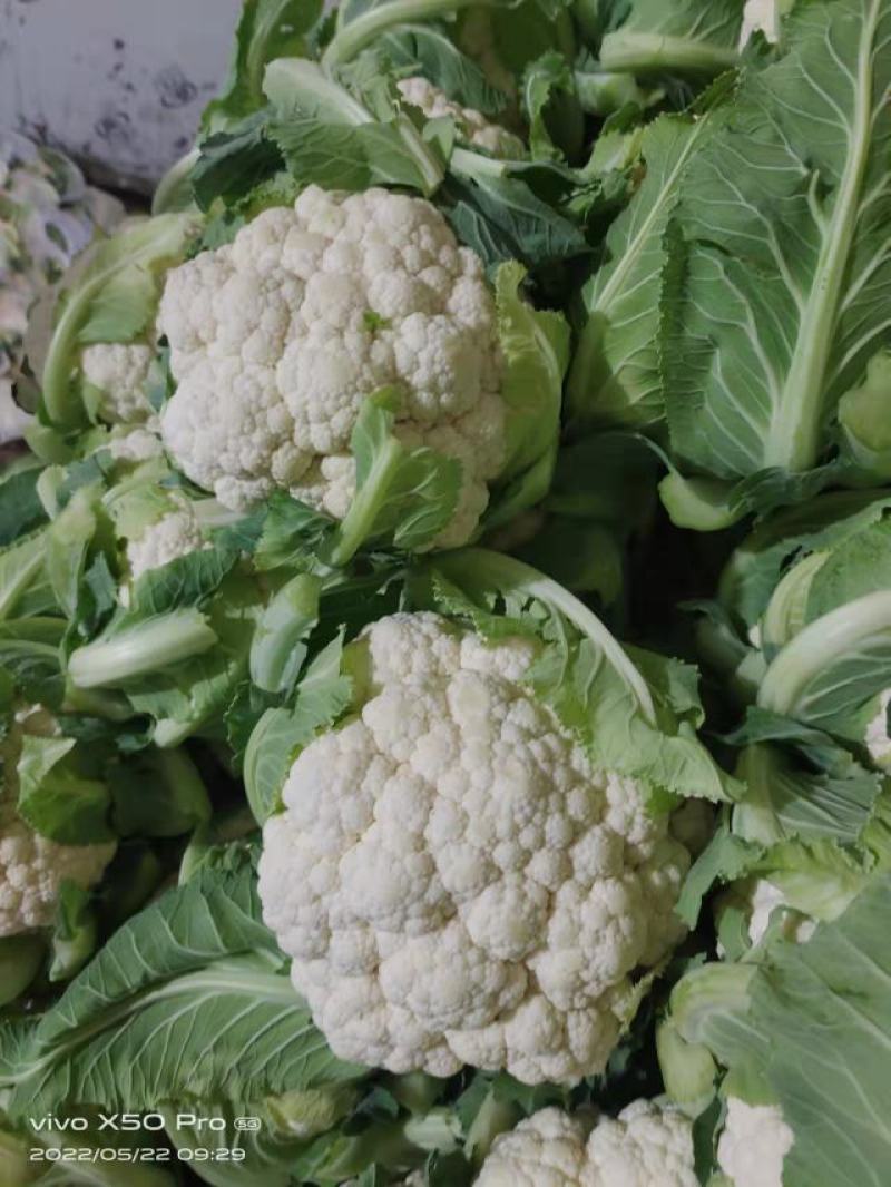 甘肃菜花，花菜大量上市。对接全国采购商。欢迎老板致电