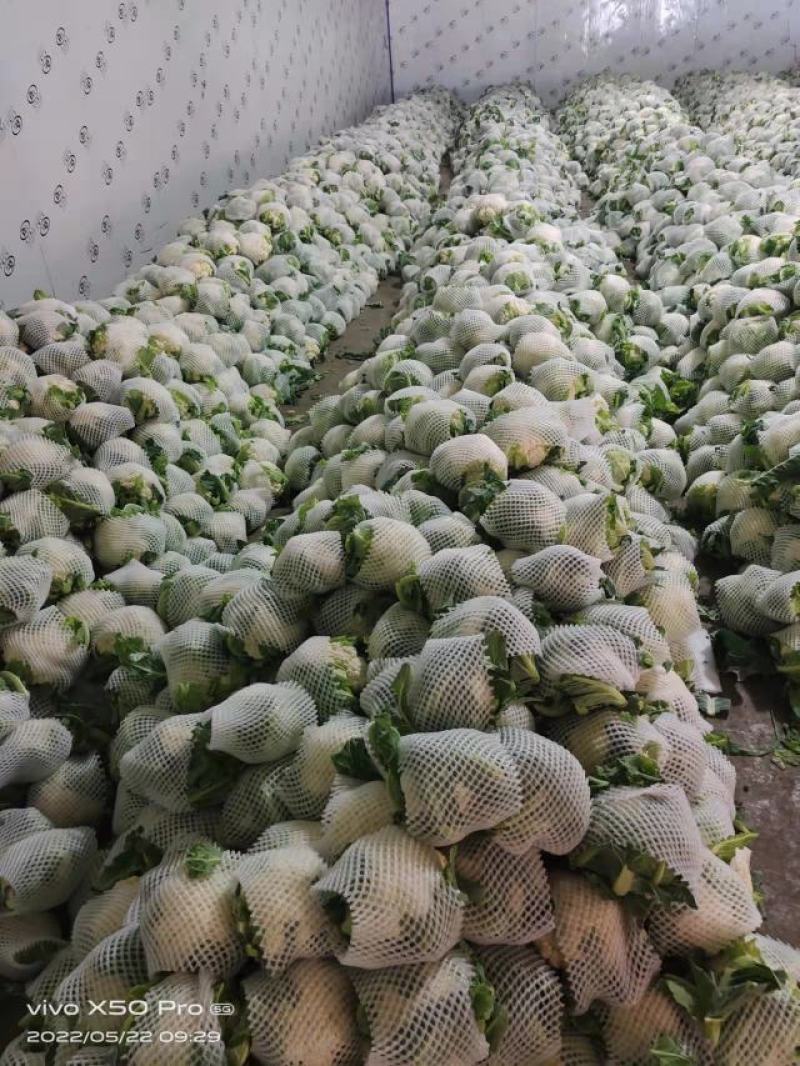 甘肃菜花，花菜大量上市。对接全国采购商。欢迎老板致电