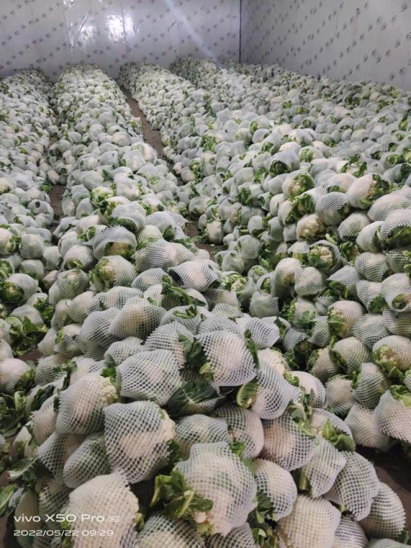 甘肃菜花，花菜大量上市。对接全国采购商。欢迎老板致电