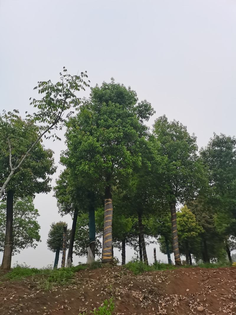 移栽截杆发帽香樟！黑土田苗，分枝统一，冠幅饱满，树型漂亮
