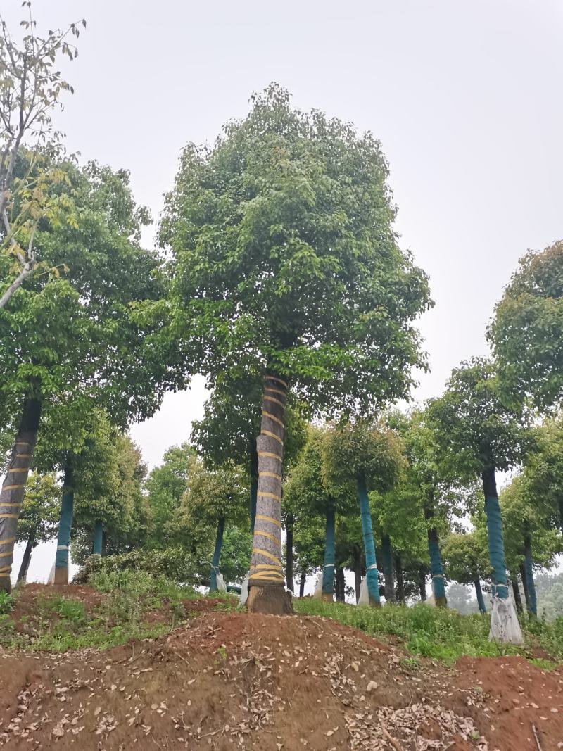 移栽截杆发帽香樟！黑土田苗，分枝统一，冠幅饱满，树型漂亮