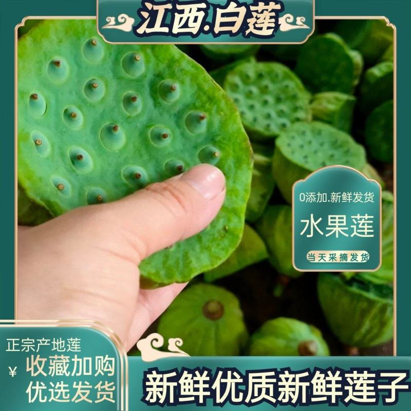现货现发甜嫩鲜莲蓬新鲜莲子米孕妇水果当天现摘生吃一件代发