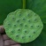 现货现发甜嫩鲜莲蓬新鲜莲子米孕妇水果当天现摘生吃一件代发