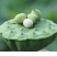 现货现发甜嫩鲜莲蓬新鲜莲子米孕妇水果当天现摘生吃一件代发