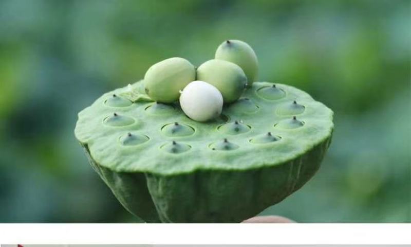 现货现发甜嫩鲜莲蓬新鲜莲子米孕妇水果当天现摘生吃一件代发